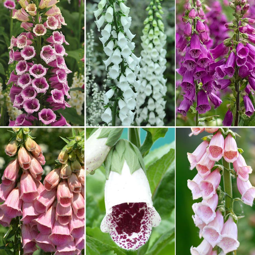 Fabulous Foxglove Collection