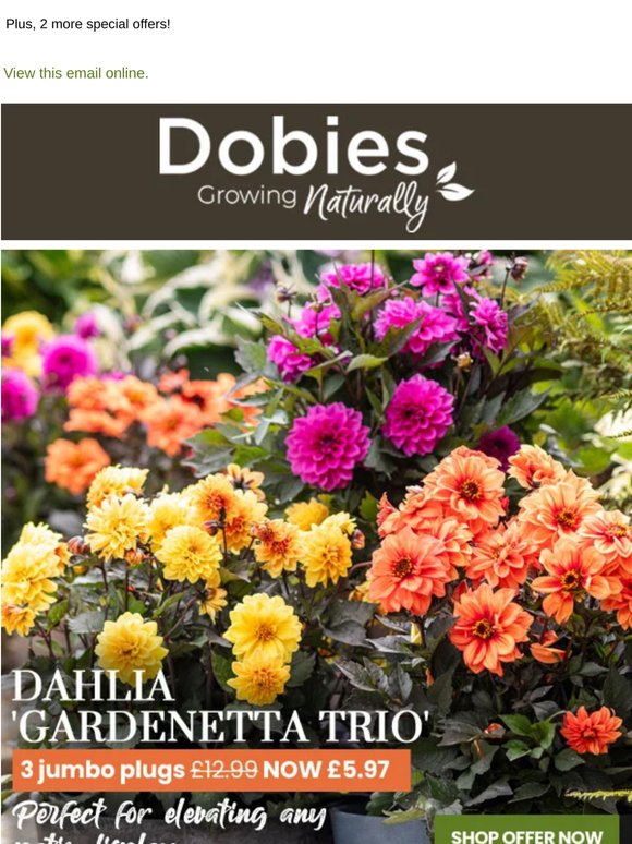 Dramatic Dahlias from £1.66 each