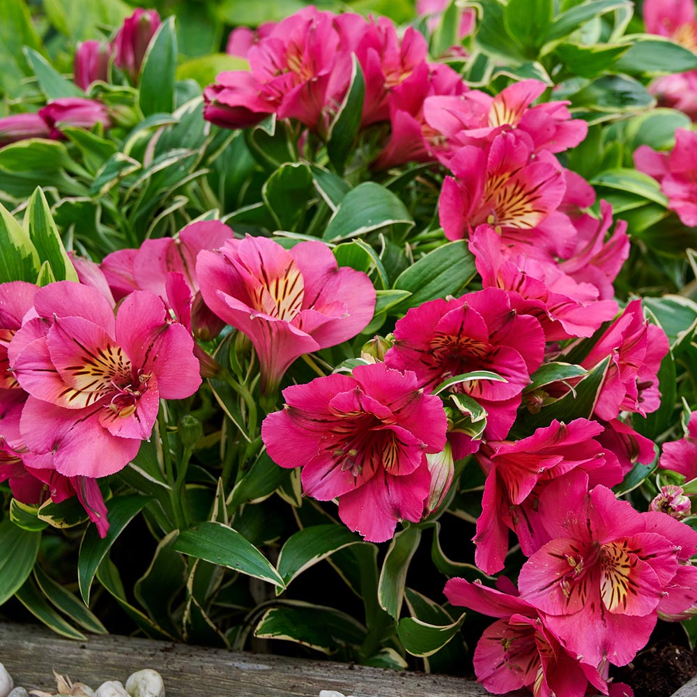 Alstroemeria 'River Valley'