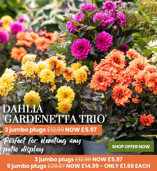 Dahlia 'Gardenetta Trio'