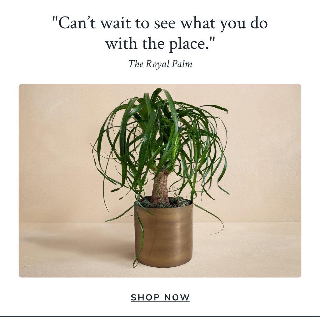 The Royal Palm