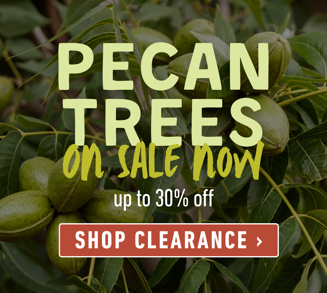 Shop Pecan Trees