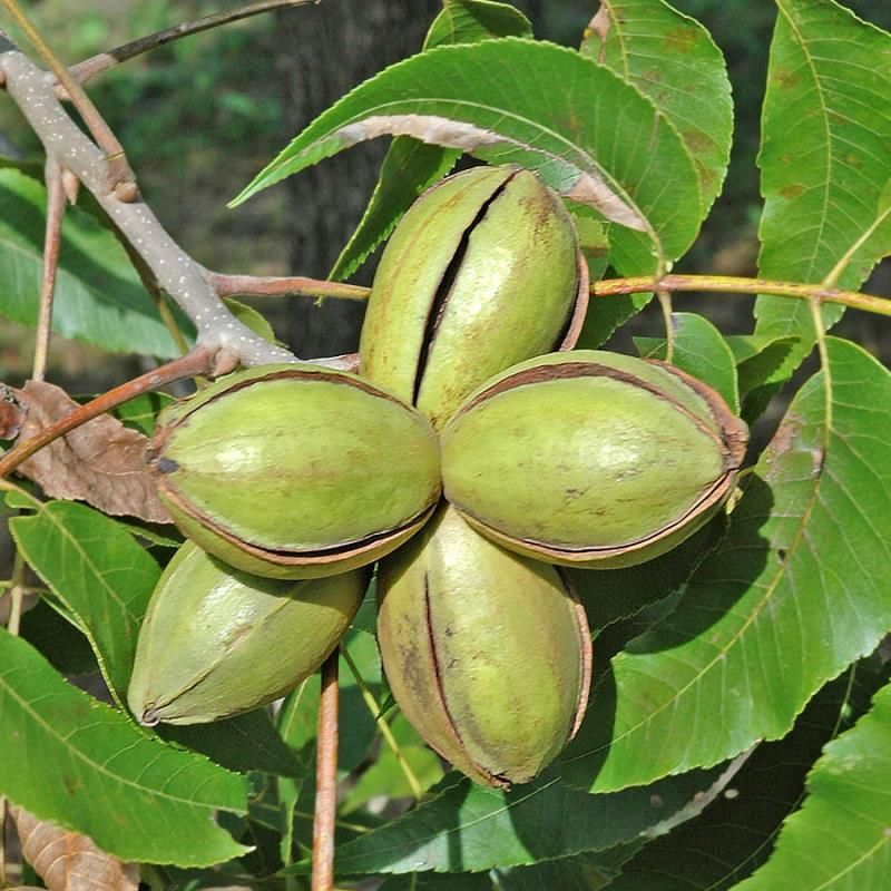 Image of Lakota Pecan