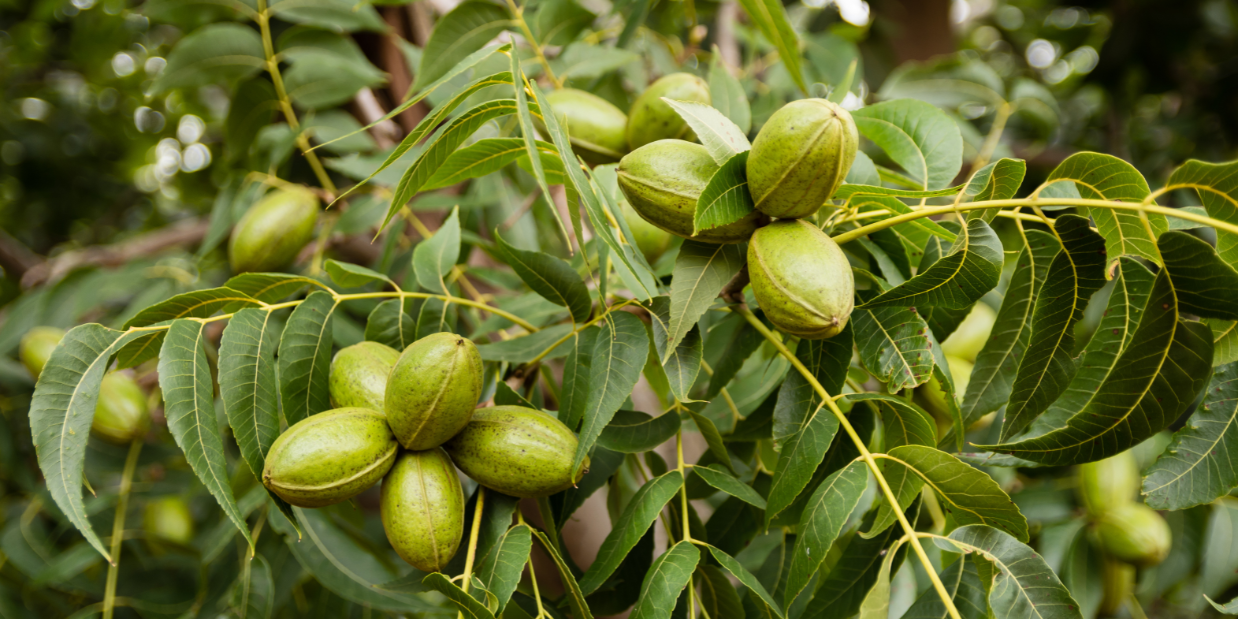 Pecans on Tree