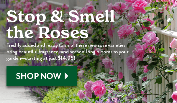Stop & Smell the Roses
