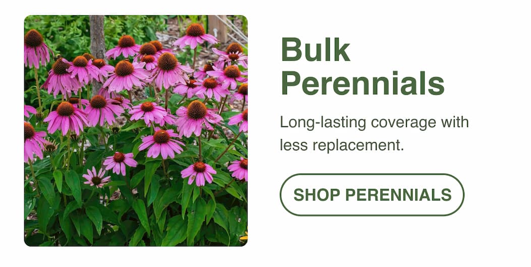 Perennials