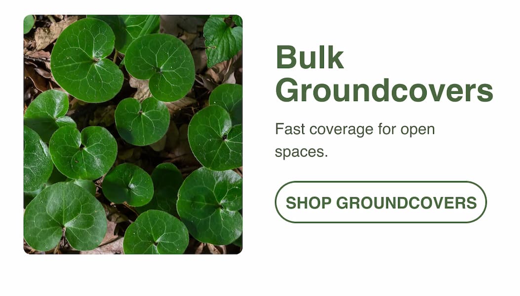 Groundcovers