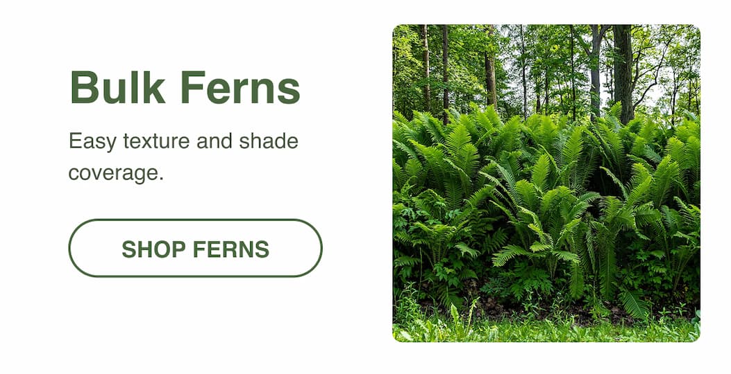 Ferns
