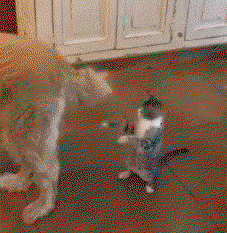 cute puppy