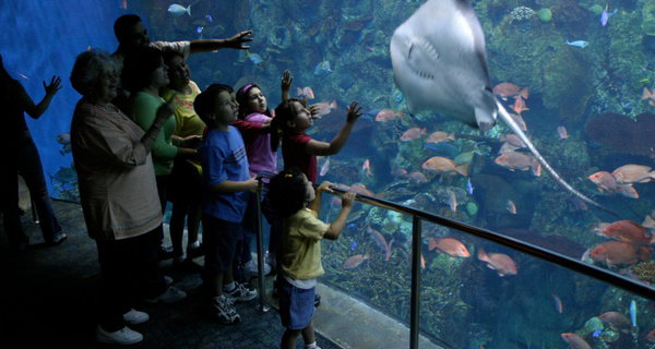 Aquarium of the Pacific Ticket Deals – Save Up to 33% on Admission