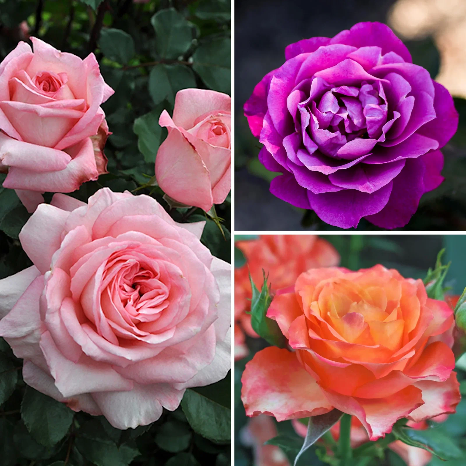Image of 3-Piece Easy-to-Grow Fragrance Roses