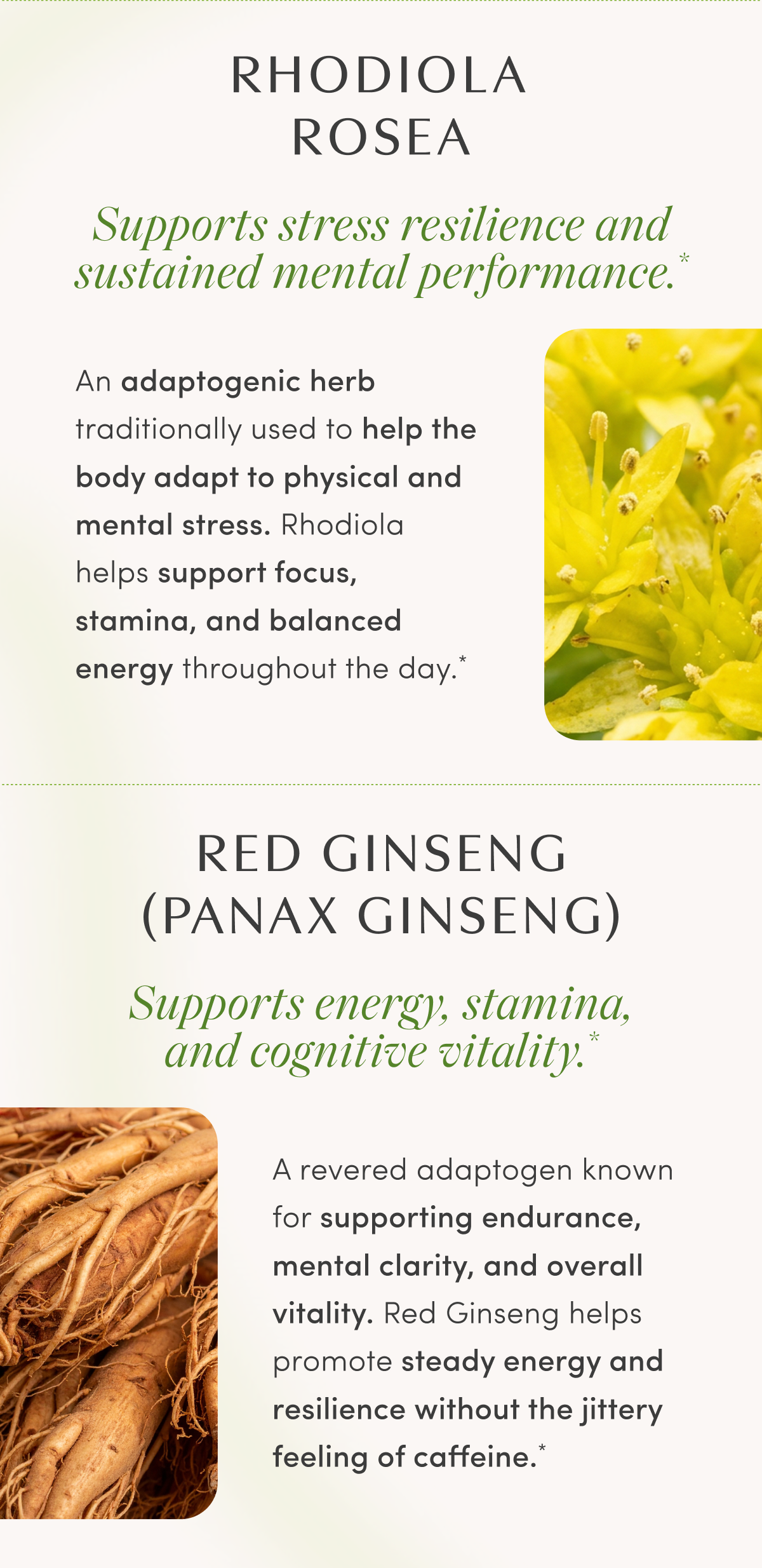 RHODIOLA ROSEA | Supports stress resilience and sustained mental performance.* | An adaptogenic herb traditionally used to help the body adapt to physical and mental stress. Rhodiola helps support focus, stamina, and balanced energy throughout the day.* | RED GINSENG (PANAX GINSENG) | Supports energy, stamina, and cognitive vitality.* | A revered adaptogen known for supporting endurance, mental clarity, and overall vitality. Red Ginseng helps promote steady energy and resilience without the jittery feeling of caffeine.*