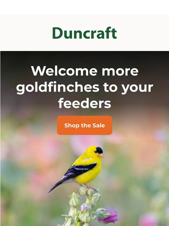 Goldfinch favorites on sale.