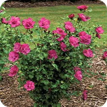 Hibiscus Magenta Chiffon