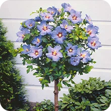 Hibiscus de jardin sur tige bleu