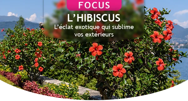 Focus hibiscus