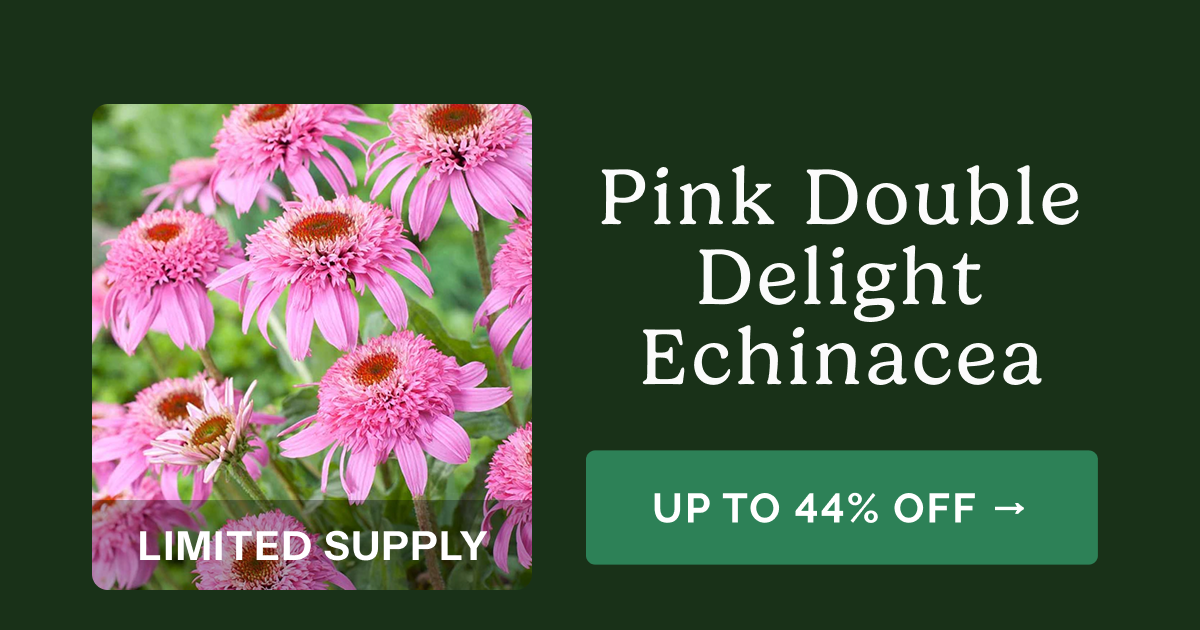 Pink Double Delight Echinacea – Up to 44% Off>> Limited Supply