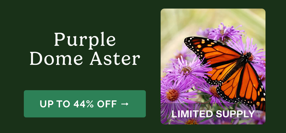 Purple Dome Aster – Up to 44% Off>> Limited Supply