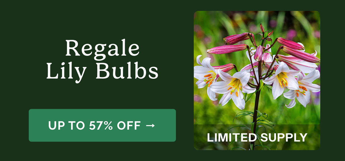 Regale Lily Bulbs – Up to 57% Off>> Limited Supply