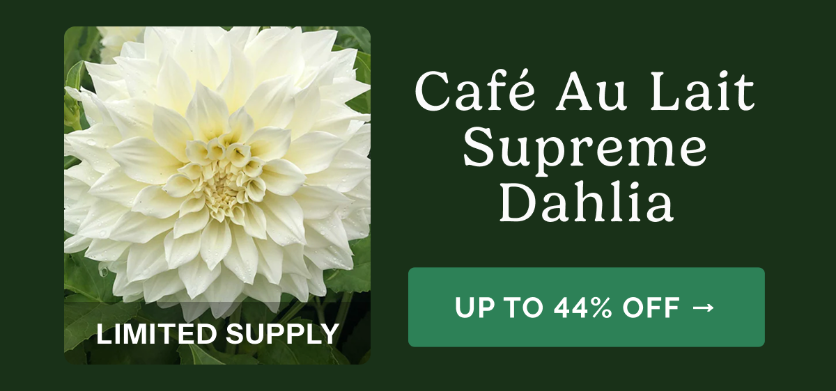 Cafe au Lair Supreme Dahlia – Up to 44% Off>> Limited Supply