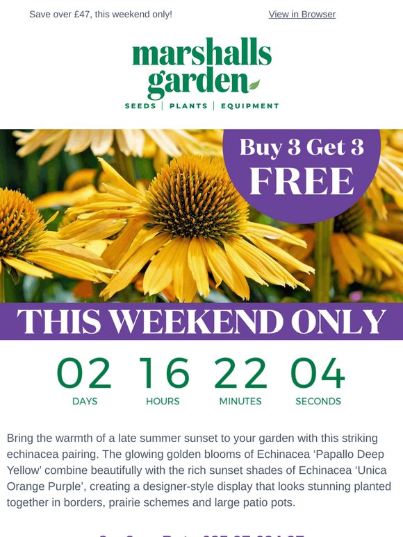 Buy 3 Get 3 Free On Drought Tolerant Echinaceas