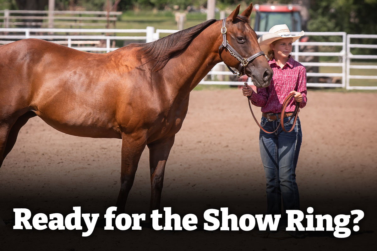 Ready for the Show Ring - Shop Now