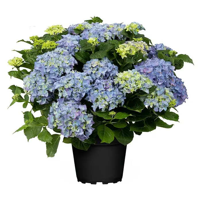 Bauernhortensie
