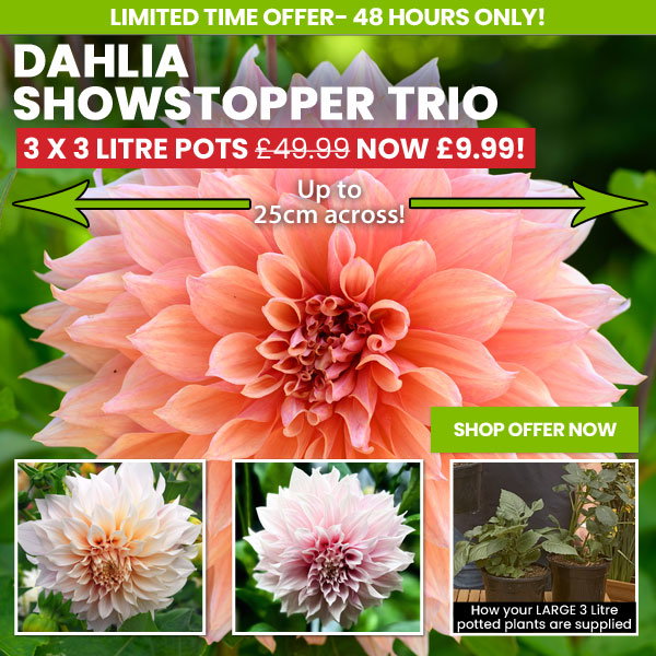 Dahlia Showstopper Trio