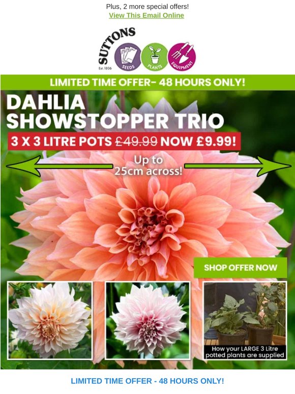 XL Patio Dahlias Just £3.33 each! Blooms up to 25cm across!
