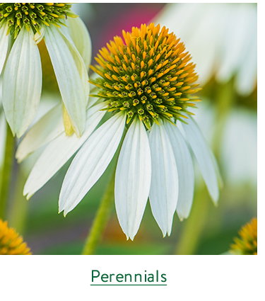 Perennial Plants