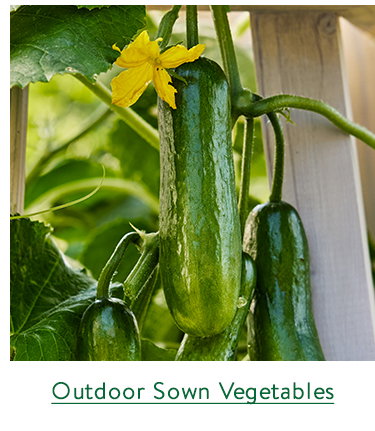 Direct Sow Vegetable Seeds