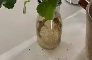 Here's how the pros propagate geraniums (it's actually easier than we thought!)