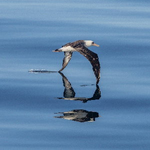 Image: Bird