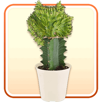 Mermaid Tail Coral Cactus Live Indoor Plant in 4-inch Plastic Pot