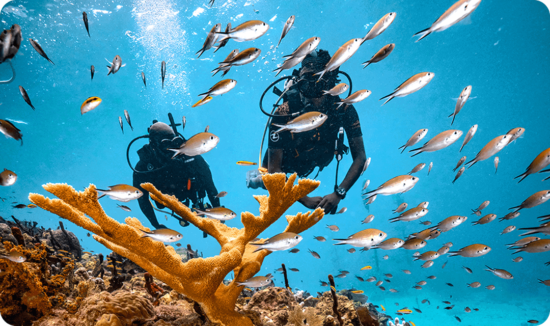 Dive in. Explore PADI