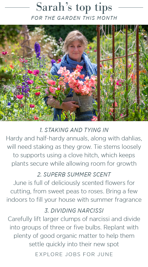 Sarah's top tips for the garden this month. 1. Staking and tying in. 2. Superb summer scent. 3. Dividing narcissi. This months must-haves