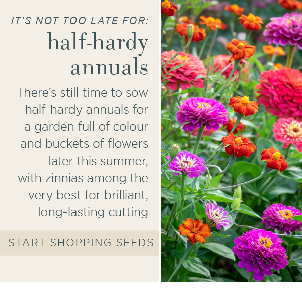 It's not too late for: half-hardy annuals. There's still time to sow half-hardy annuals for a garden full of colour and buckets of flowers later this summer, with zinnias among the very best for brilliant, long-lasting cutting. Start shopping seeds. 