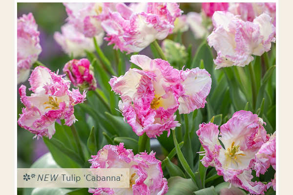 Tulip 'Cabanna'