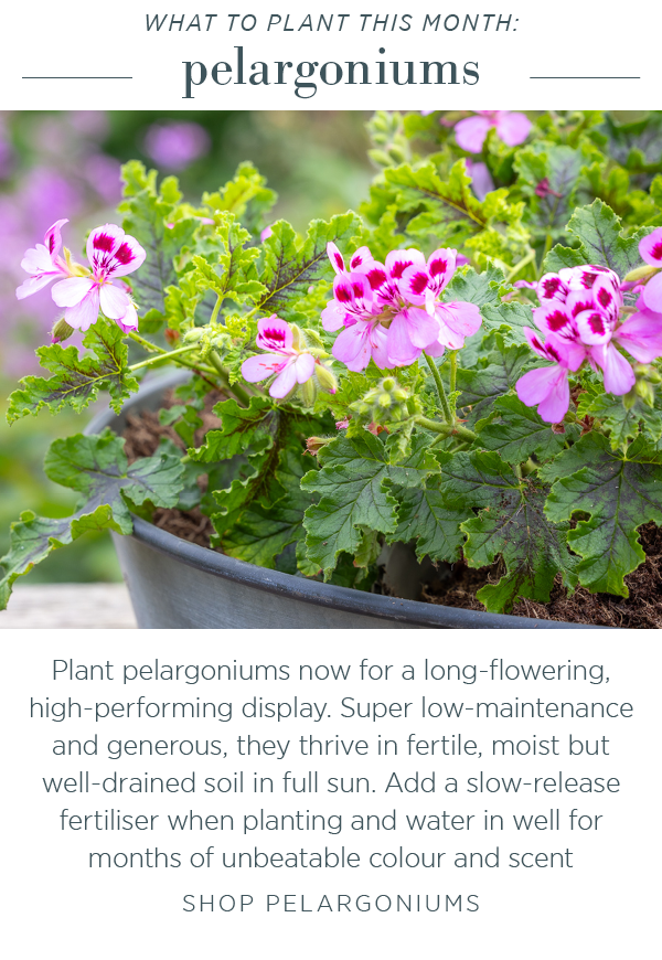 What to plant this month: pelargoniums
