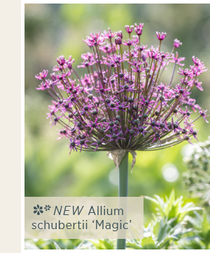 Allium schubertii 'Magic'