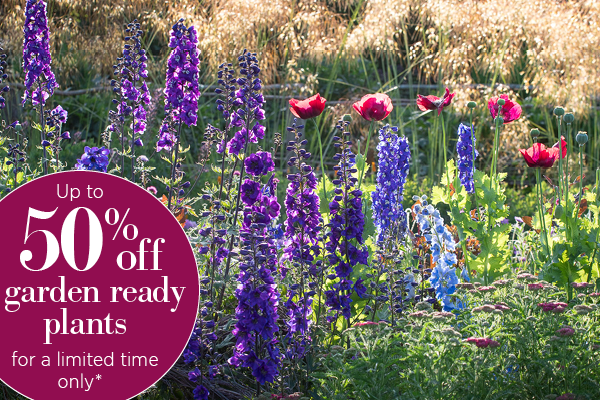 Don't miss, up to 50% off garden ready plants, for a limited time only*