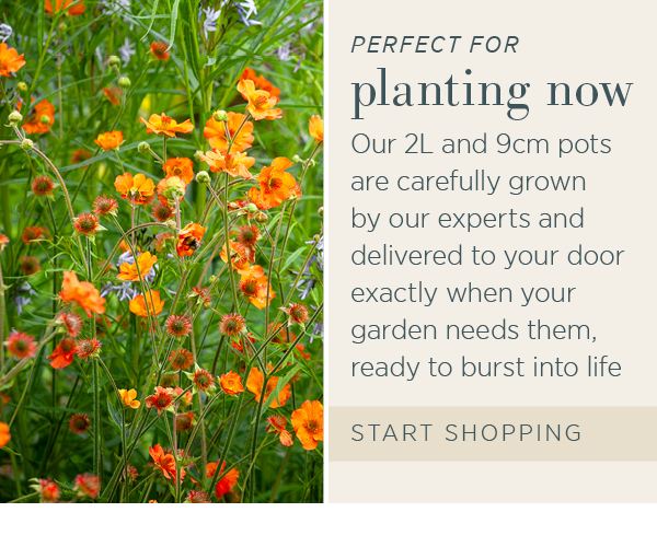 Perfect for planting now. Our 2L and 9cm pots are carefully grown by our experts and delivered to your door exactly hen your garden needs them, ready to burst into life. Start shopping.