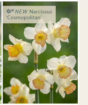 Narcissus 'Cosmopolitan'