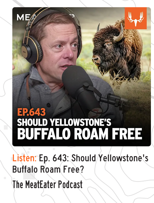 Listen: Ep 643 Should Yellowstone's Buffalo Roam Free?