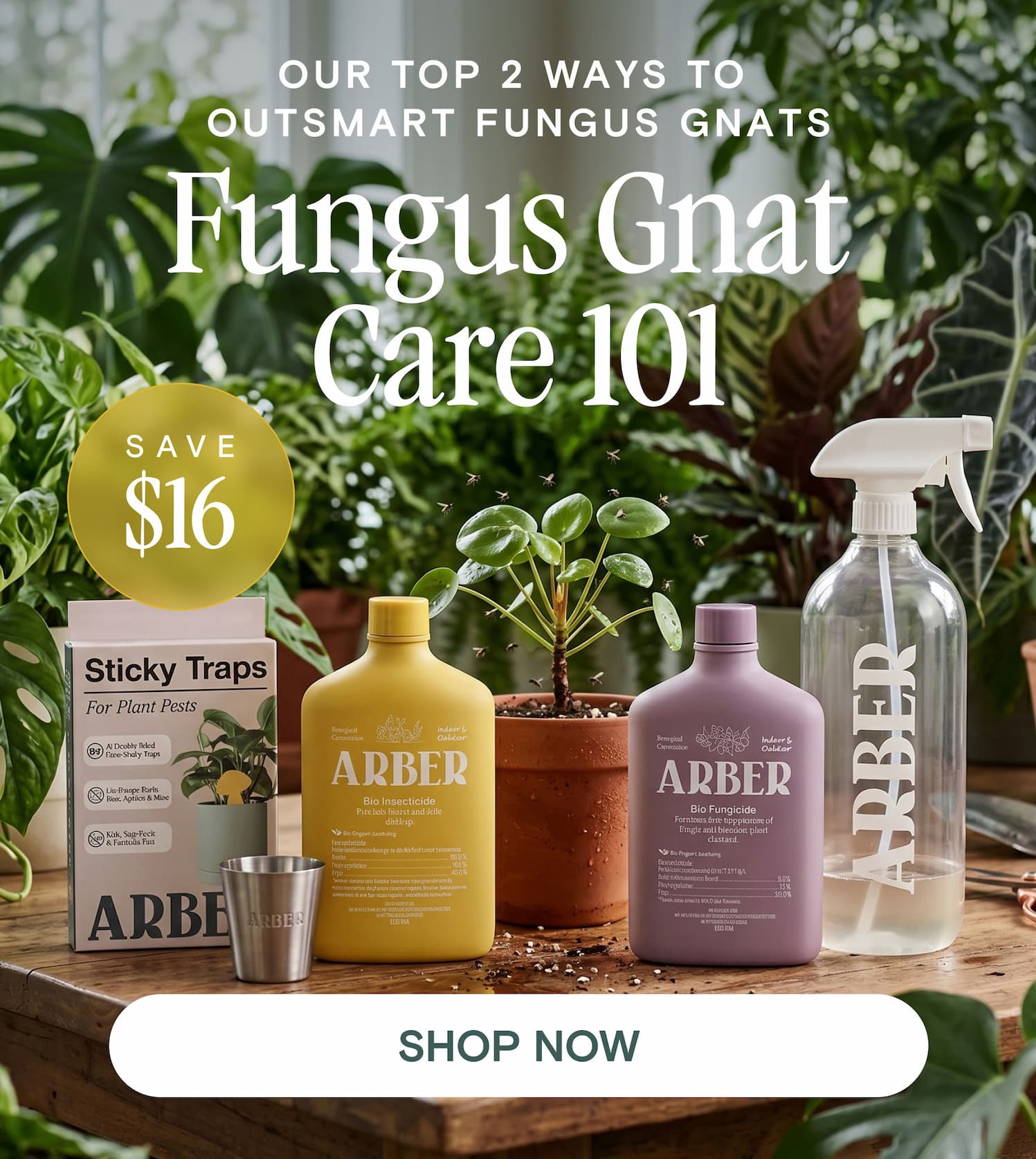 Our Top 2 Ways to  Outsmart Fungus Gnats Fungus Gnat  Care 101 - SAVE$16