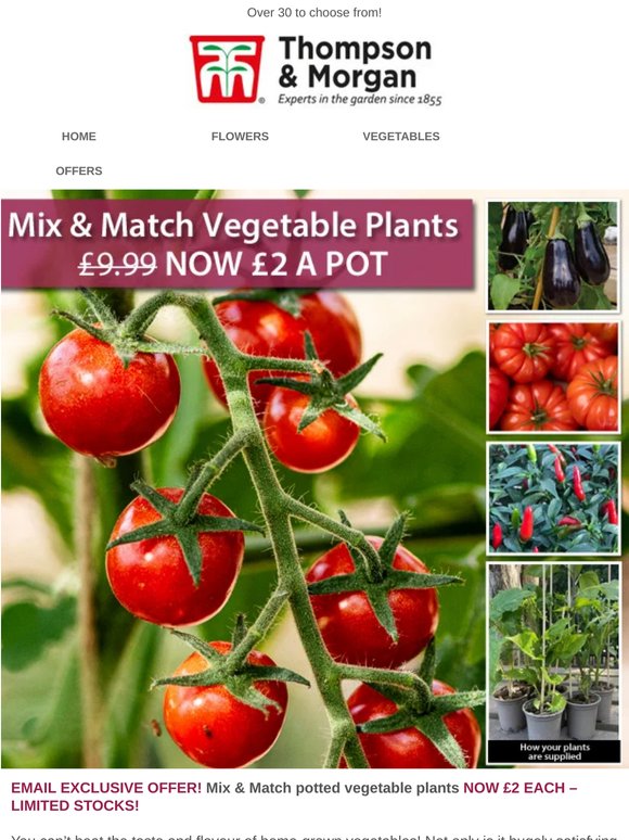 ONLY £2 A POT! Mix & Match Veg Plants!