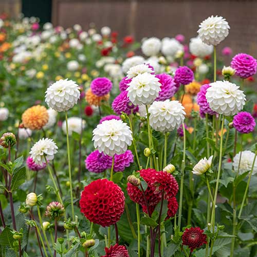 Dahlias