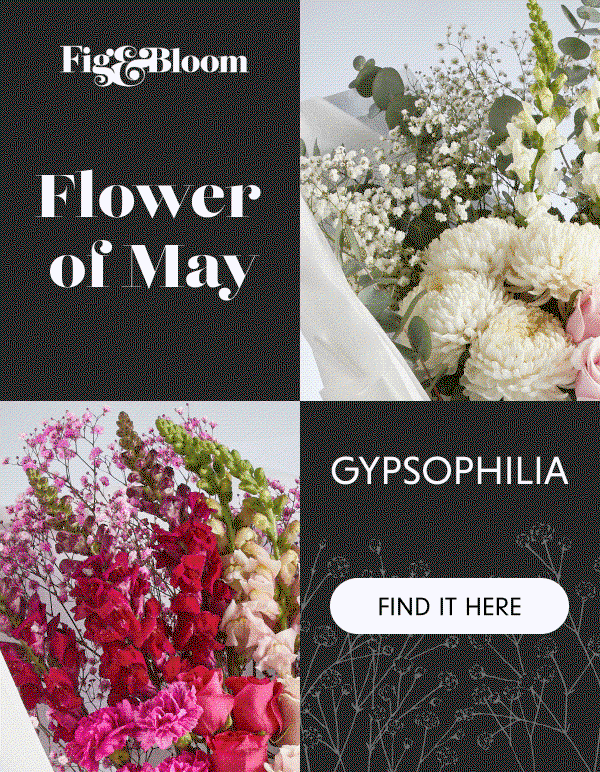 Flower of May Gypsophilia