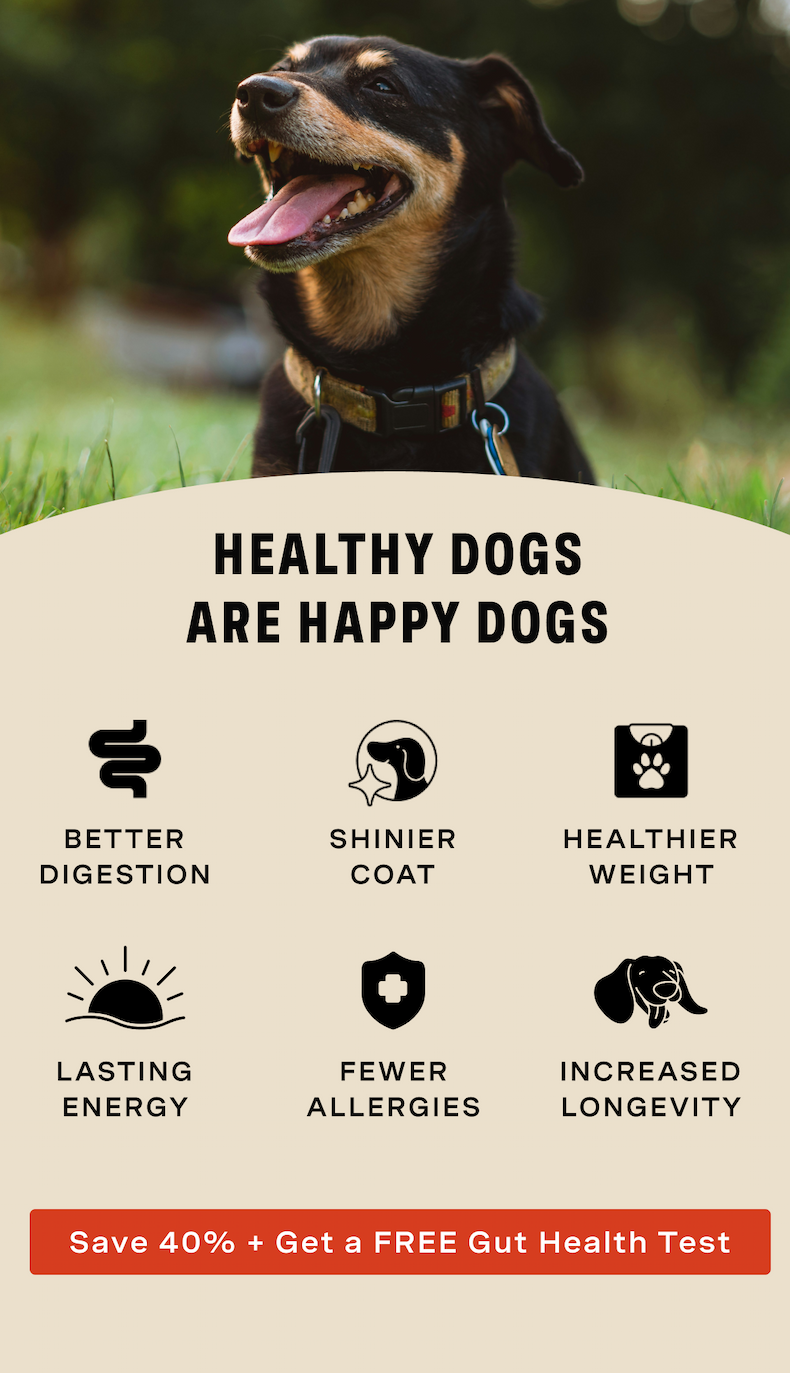 Healthy Dogs Are Happy Dogs: Better Digestion, Shinier Coat, Healthier Weight, Lasting Energy, Fewer Allergies, Increased Longevity