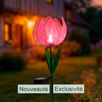 La tulipe solaire